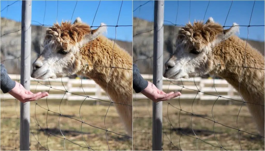 Why Doesn’t My RAW Look Like It Did in the Camera? Learn Photography