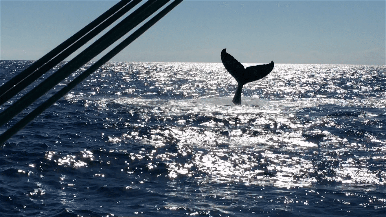 Half Day Charter or Sailing Experience Sunshine Sailing Australia