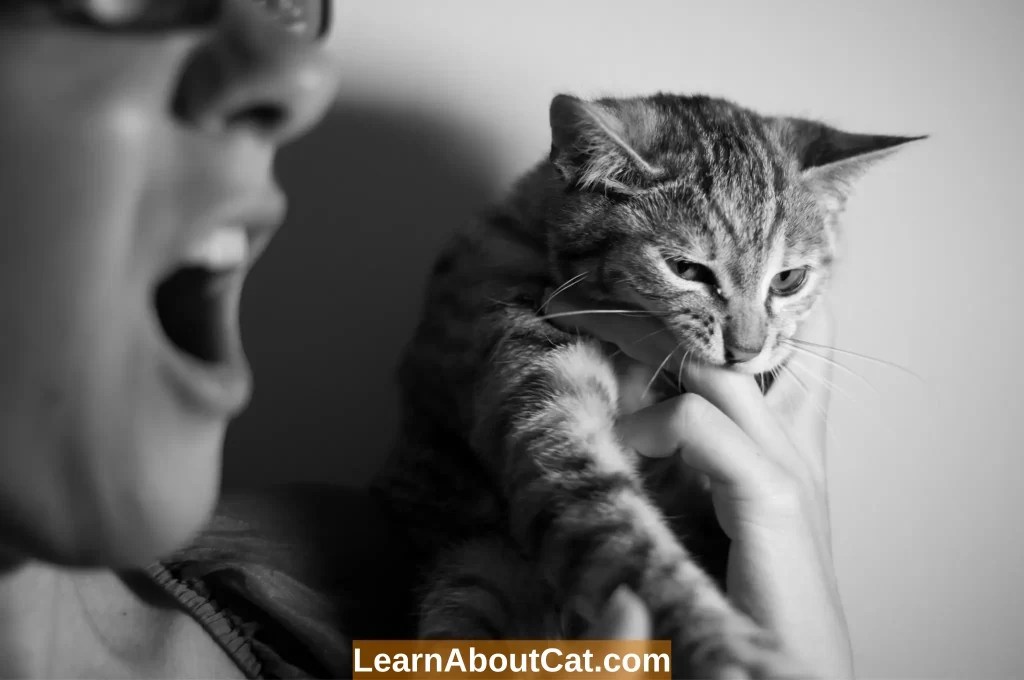 Why Does My Cat Bite Me? And How To Stop It LearnAboutCat