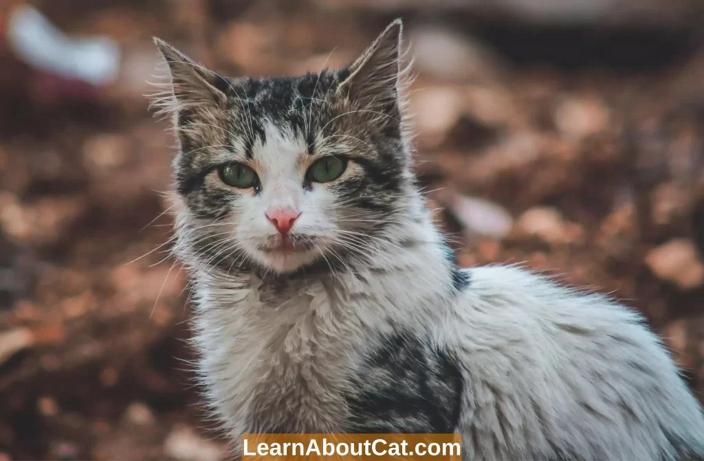 The Ultimate Guide on How To Get A Cat To Come Home At Night