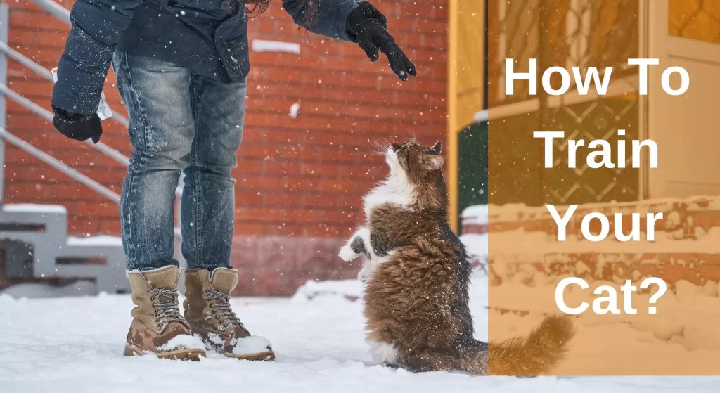 Ultimate Training Manual How To Train Your Cat? Cat Training 101