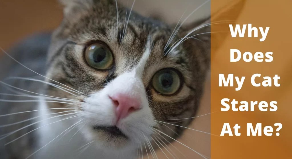 Why Does My Cat Stare at Me? And How to Respond? LearnAboutCat