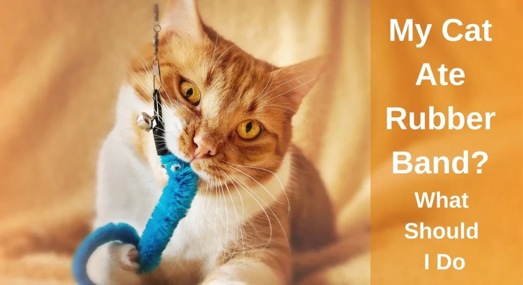My Cat Ate Rubber Band? What Should I Do LearnAboutCat