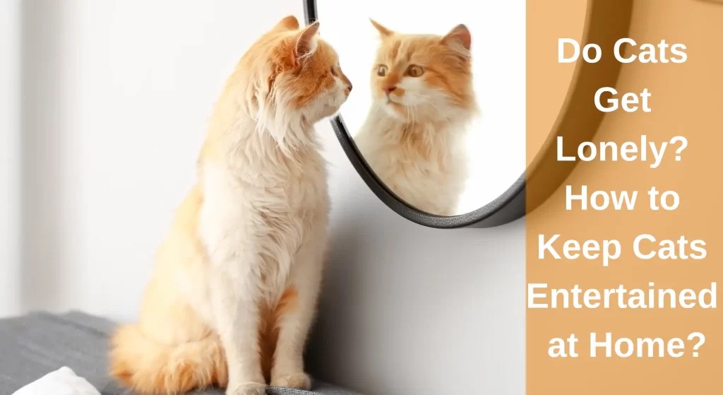 Do Cats Get Lonely? How to Keep Cat Entertained at Home? LearnAboutCat