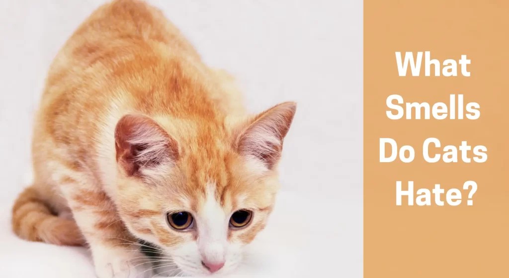What Smells Do Cats Hate? Cat's Sense of Smell Explained LearnAboutCat