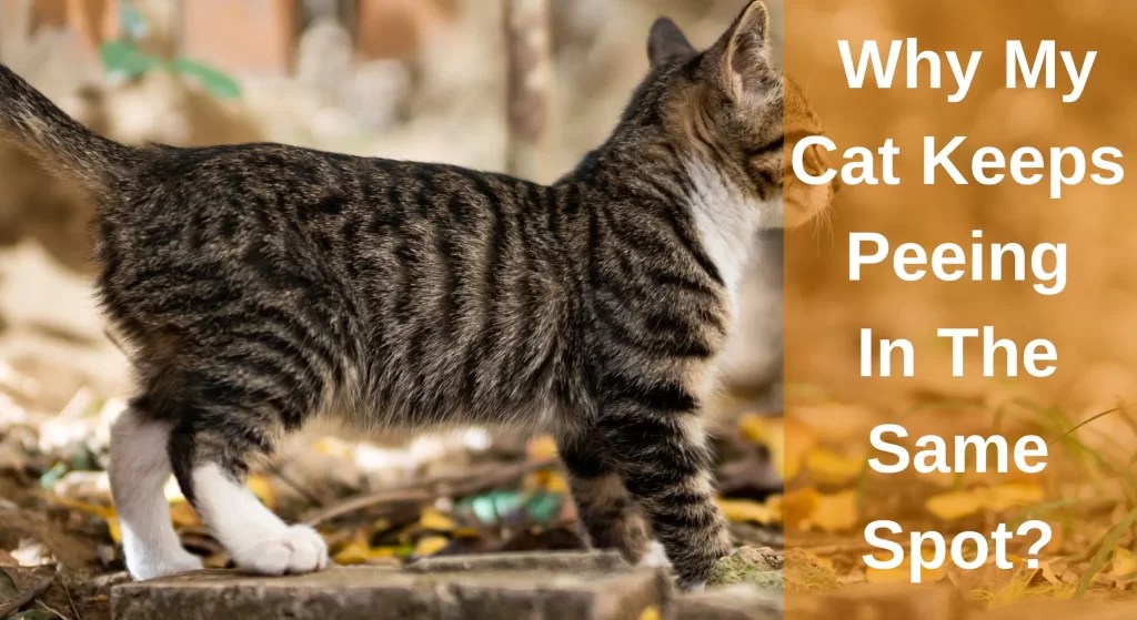 Why My Cat Keeps Peeing In The Same Spot And How To Stop? LearnAboutCat