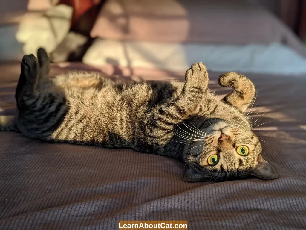 Why Do Cats Flop Down In Front Of You? Top 12 Reasons You Should Know