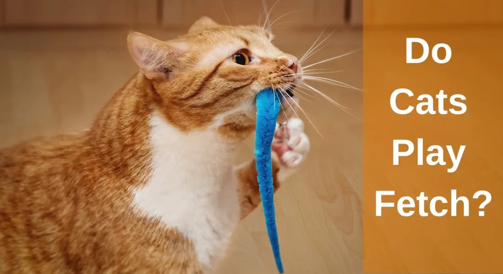 Do Cats Play Fetch? How To Train Your Cat To Fetch LearnAboutCat