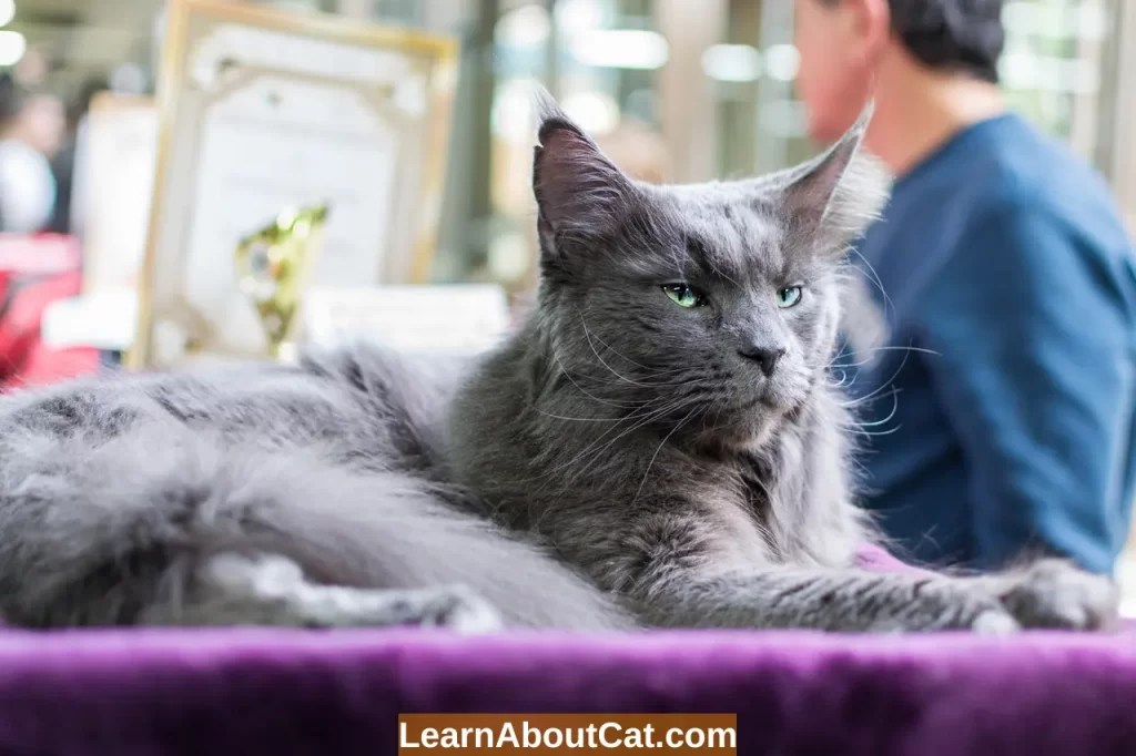Do Cats Protect Their Owners? Signs of Protective And Overprotective Cats LearnAboutCat