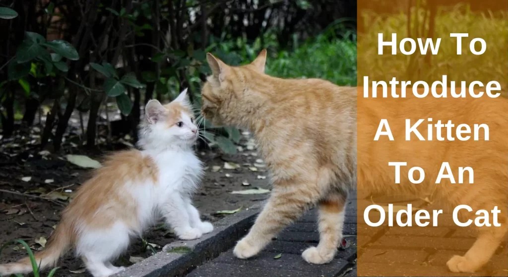How To Introduce A Kitten To An Older Cat? [A Complete Guide