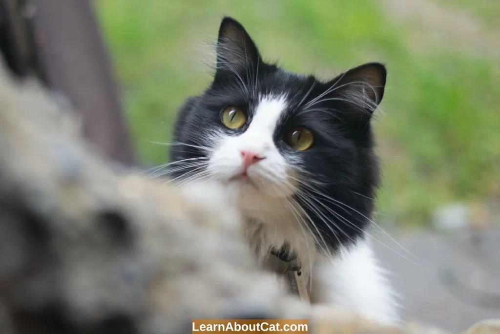 Why My Cat Keeps Peeing In The Same Spot And How To Stop? LearnAboutCat