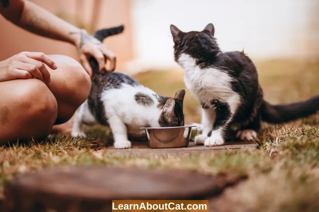 Why My Cat Stopped Eating Dry Food But Eats Treats? Reasons LearnAboutCat