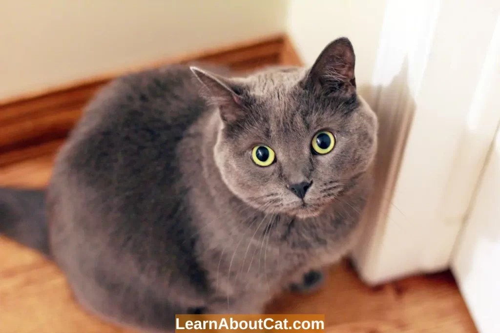 Why Is My Cat Suddenly Pooping Outside of The Litter Box? 10 Reasons