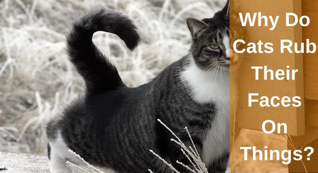 Why Do Cats Rub Their Faces On Things? Head Bunting LearnAboutCat