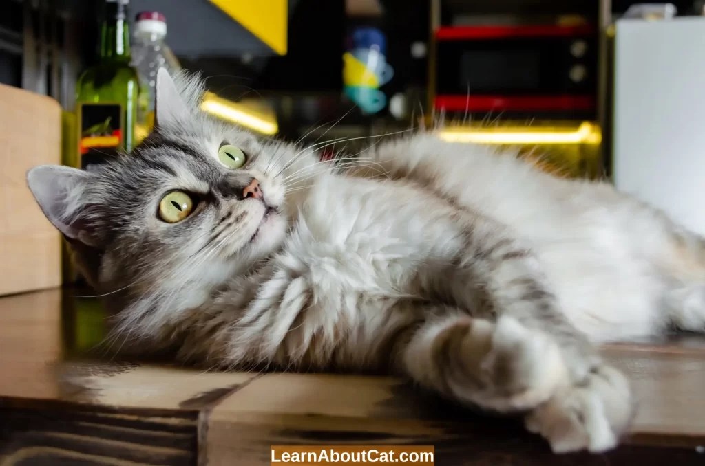 Why Do Cats Flop Down In Front Of You? Top 12 Reasons You Should Know