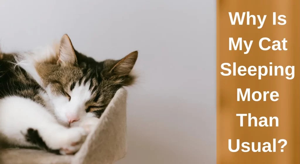 Why Is My Cat Sleeping More Than Usual? [Top Reasons] LearnAboutCat