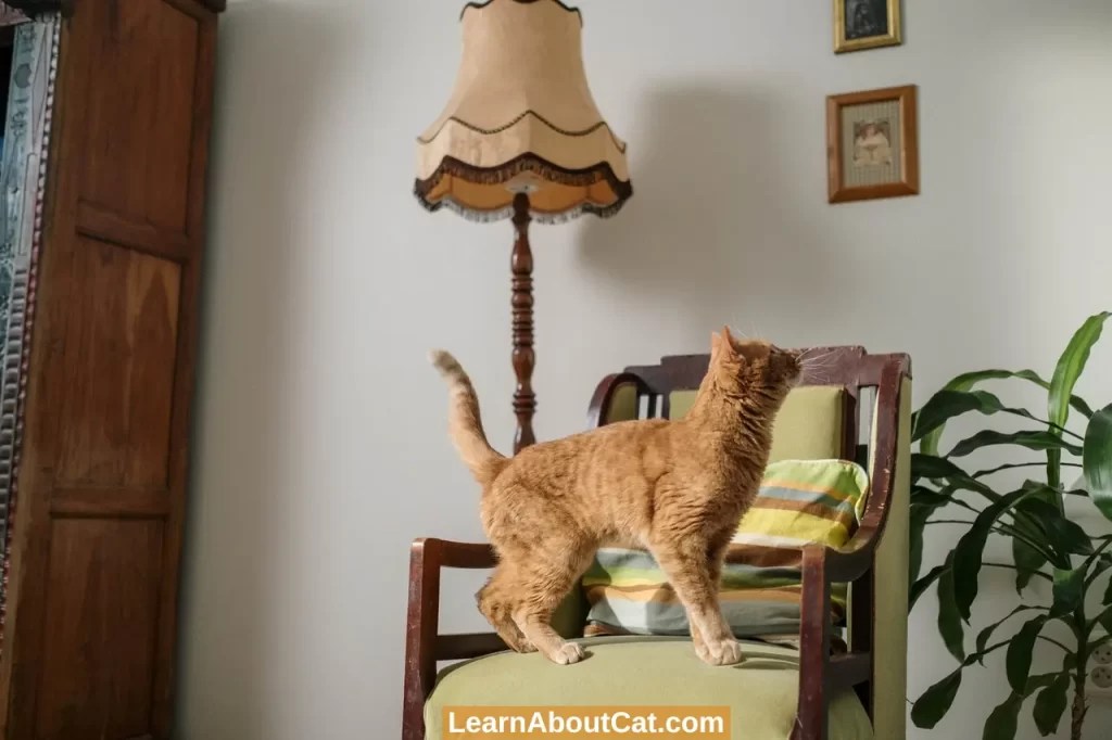 Why Does My Cat Go Crazy and Run Around? [Cat Zoomies] LearnAboutCat