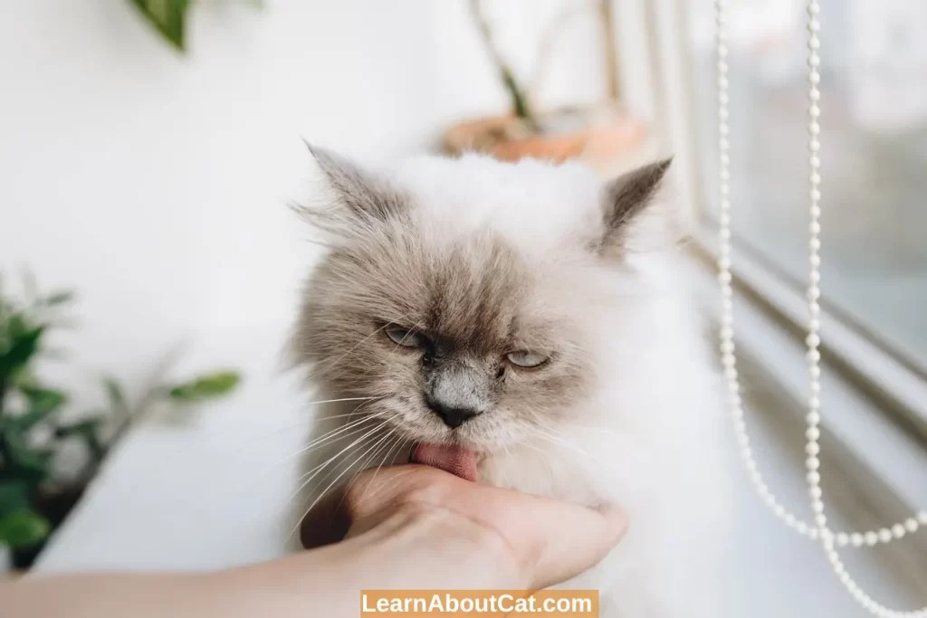 Why Does My Cat Lick Me? And How To Respond LearnAboutCat