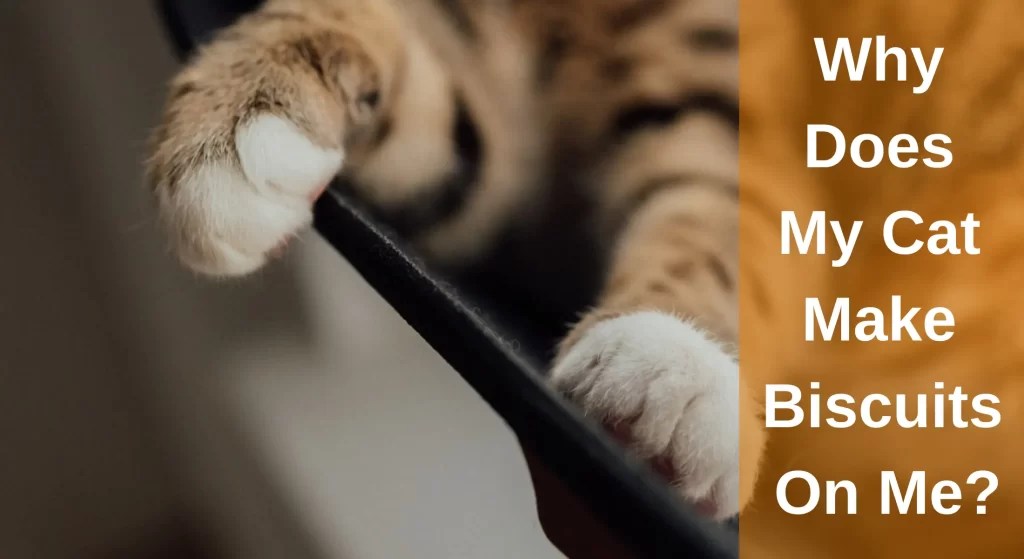 Why Does My Cat Make Biscuits On Me? Why Do Cats Knead? LearnAboutCat