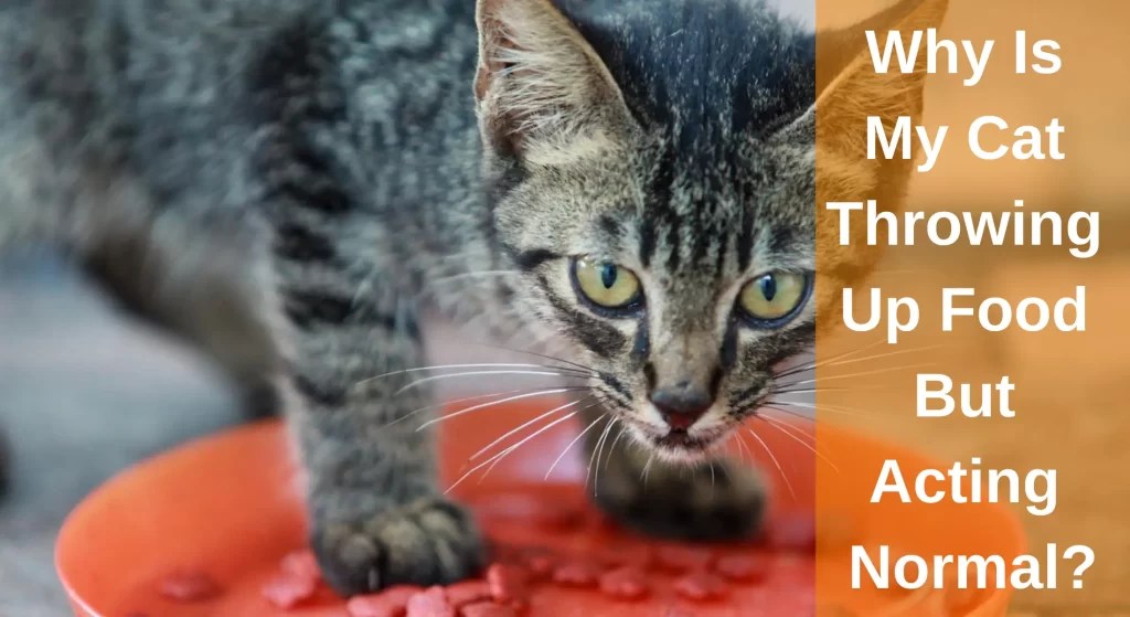Why Is My Cat Throwing Up Food But Acting Normal? All You Need To Know