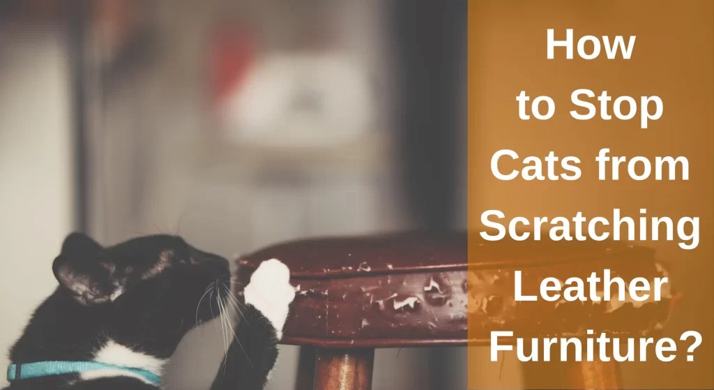 How to Stop Cats from Scratching Leather Furniture? Why Do Cats Scratch