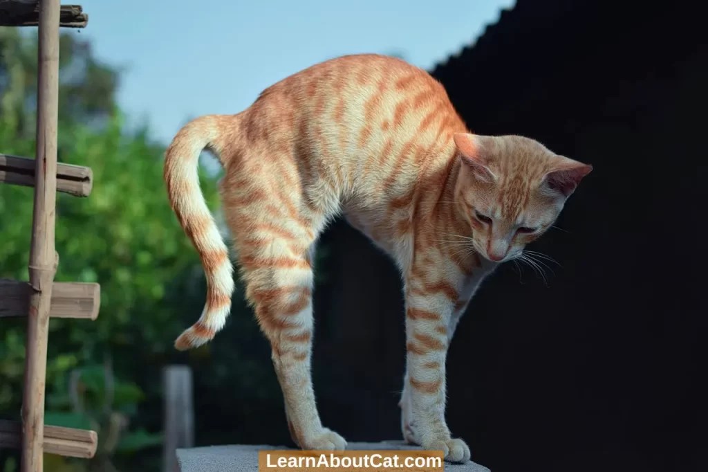 Why Do Cats Arch Their Backs? [Answered] LearnAboutCat
