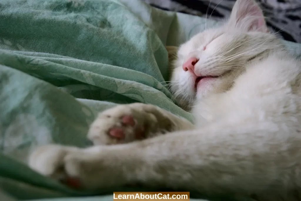 Why Do Cats Purr When They Sleep? Top Reasons Explained LearnAboutCat