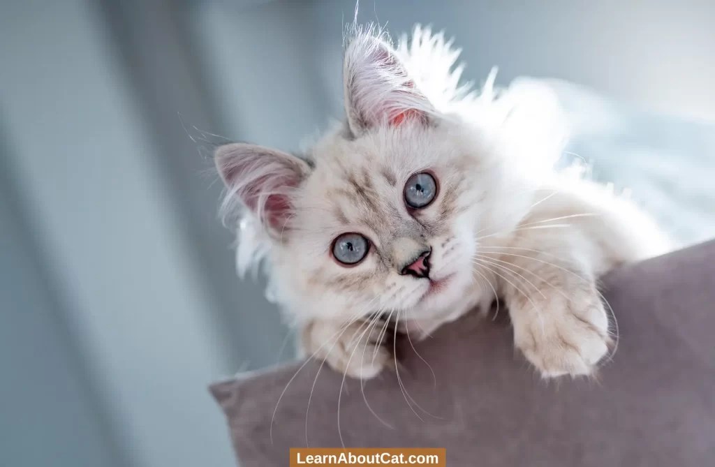 Why Does My Cat Go Crazy and Run Around? [Cat Zoomies] LearnAboutCat