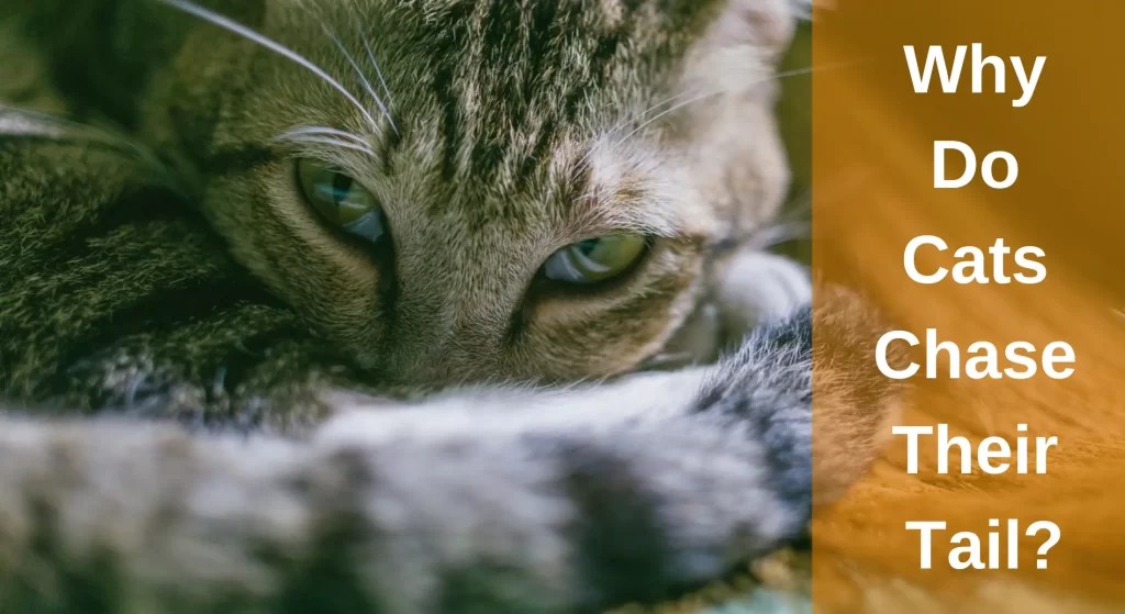 Why Do Cats Chase Their Tail? Things You Need to Know LearnAboutCat