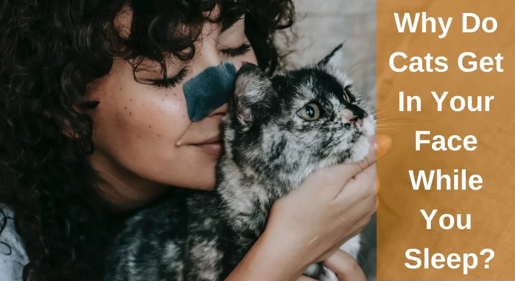 Why Do Cats Get In Your Face While You Sleep? [Top 10 Reasons] LearnAboutCat