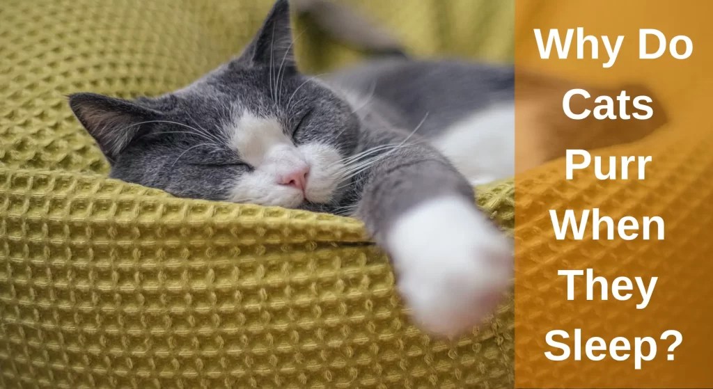 Why Do Cats Purr When They Sleep? Top Reasons Explained LearnAboutCat