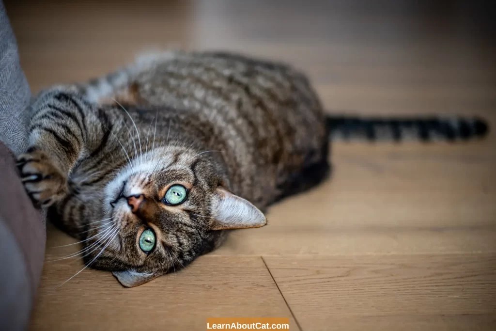 How to Stop Cats from Scratching Leather Furniture? Why Do Cats Scratch