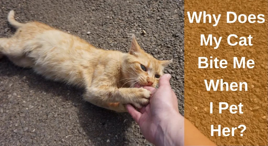 Why Does My Cat Bite Me When I Pet Her? (Cat Love Bites) LearnAboutCat