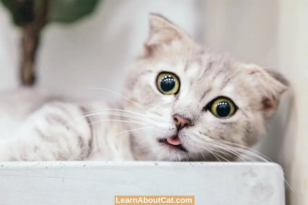 Why Does My Cat Drool When I Pet Him? All You Need To Know LearnAboutCat