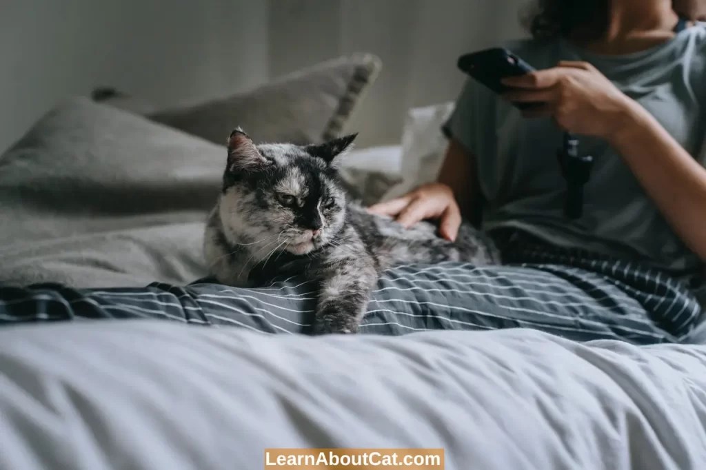 Why Does My Cat Sleep Between My Legs? What You Need To Know