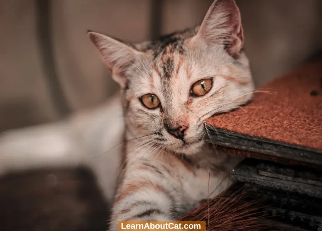 Why Does My Cat Drool When I Pet Him? All You Need To Know LearnAboutCat