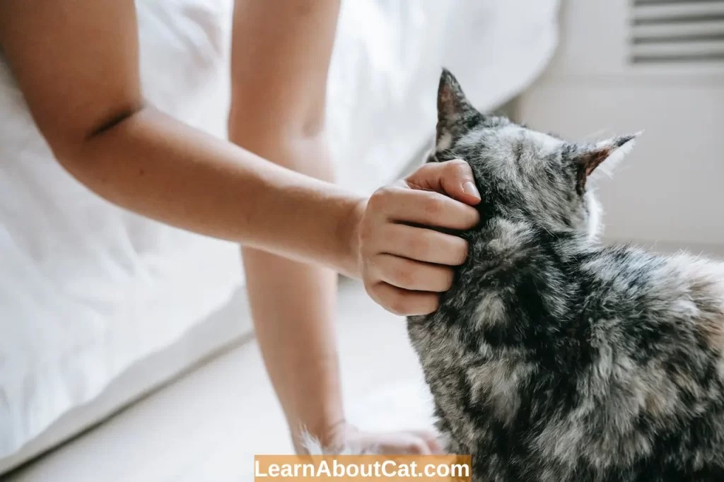 Why Do Cats Purr When You Pet Them? Know the Interesting Reasons