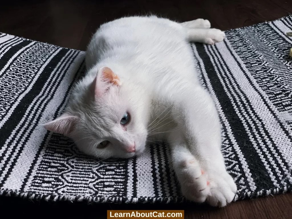 Why Is My Cat Suddenly Lethargic and Weak? Causes, Treatment, and