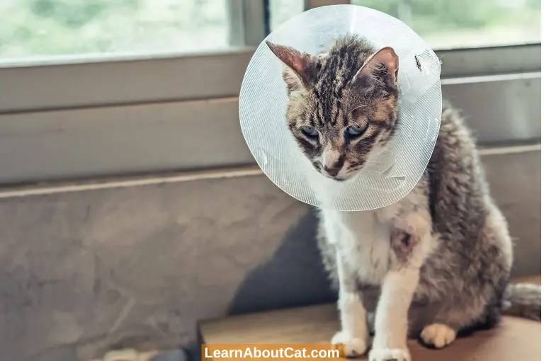 How Long to Keep a Cat Confined After Spay or Neuter? LearnAboutCat