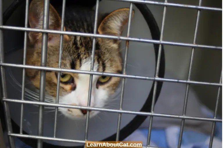 How Long to Keep a Cat Confined After Spay or Neuter? LearnAboutCat
