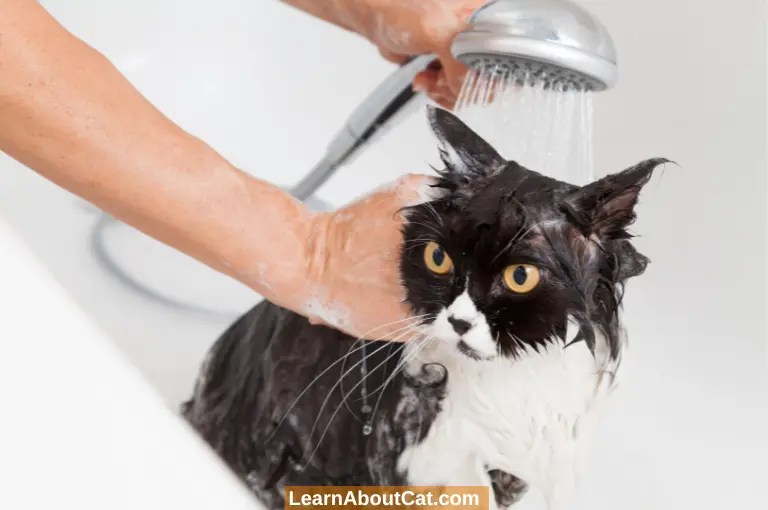 Can I Use Human Shampoo on My Cat? [Answered] LearnAboutCat