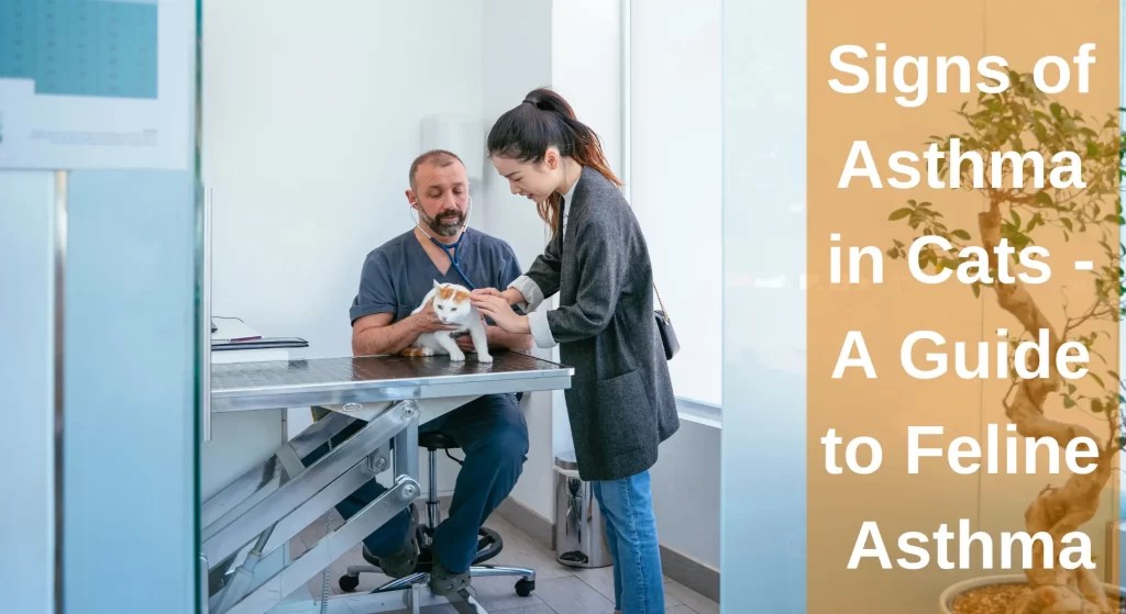 Signs of Asthma in Cats A Guide to Feline Asthma LearnAboutCat