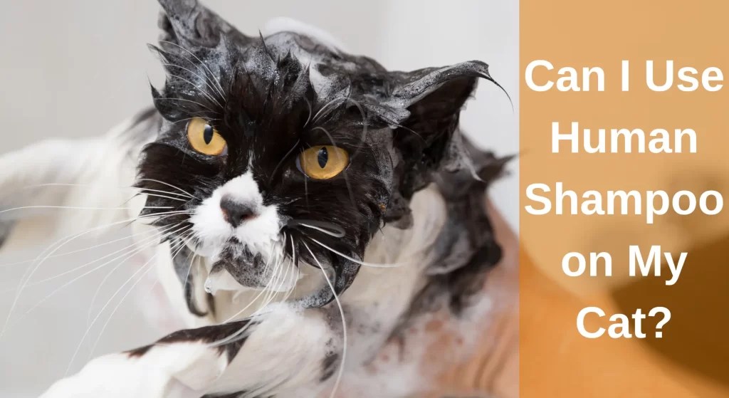 Can I Use Human Shampoo on My Cat? [Answered] LearnAboutCat