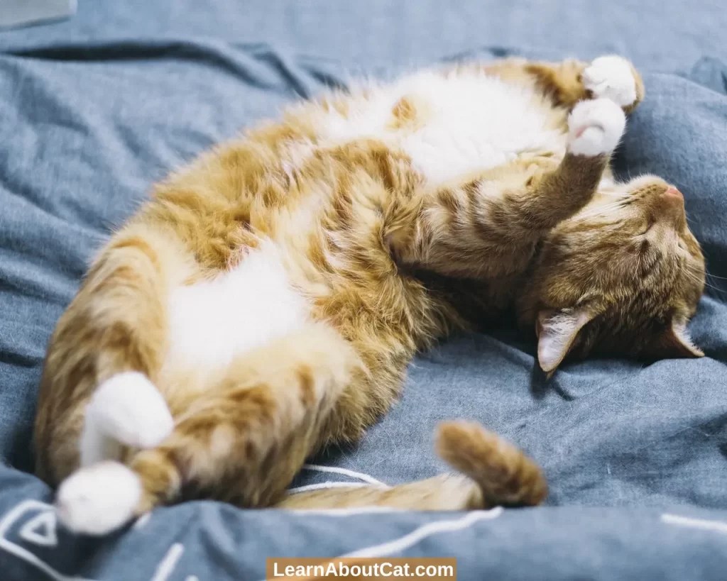 Why Do Cats Lay on Their Backs? 12 Top Reasons LearnAboutCat