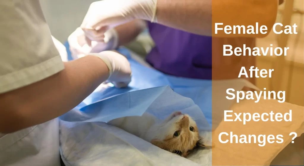 Female Cat Behavior After Spaying Expected Changes? LearnAboutCat