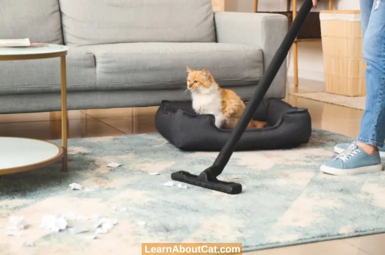 The Ultimate Guide to How to Get Rid of Cat Pee Smell LearnAboutCat