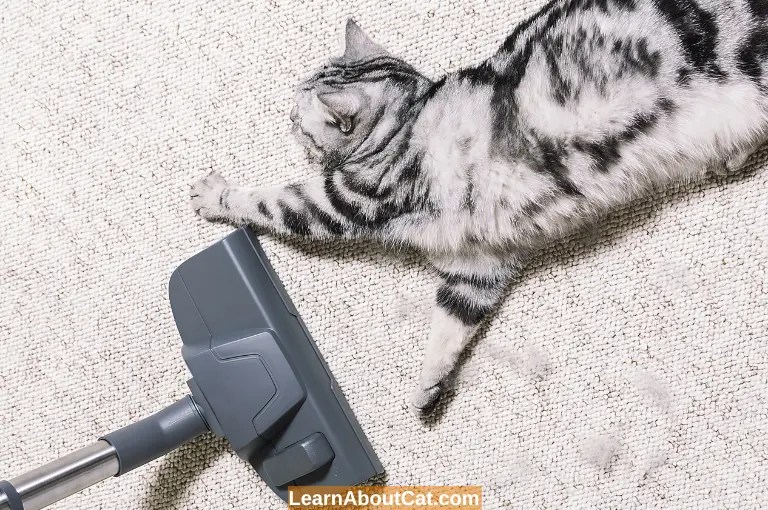 The Ultimate Guide to How to Get Rid of Cat Pee Smell LearnAboutCat