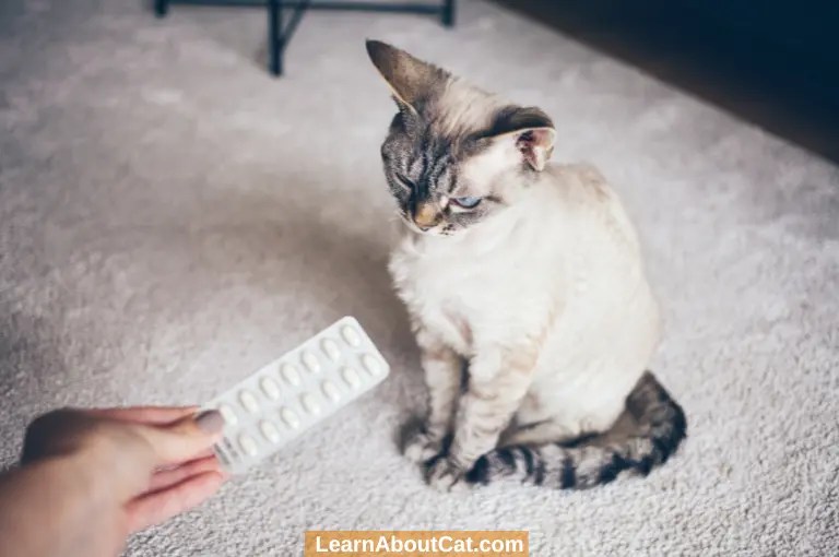 My Cat Keeps Going to the Litter Box But Nothing Happens! Is That A