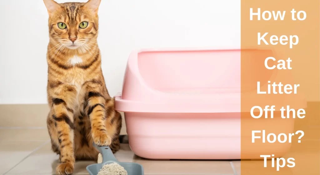 How to Keep Cat Litter Off the Floor? [Asnwered] LearnAboutCat