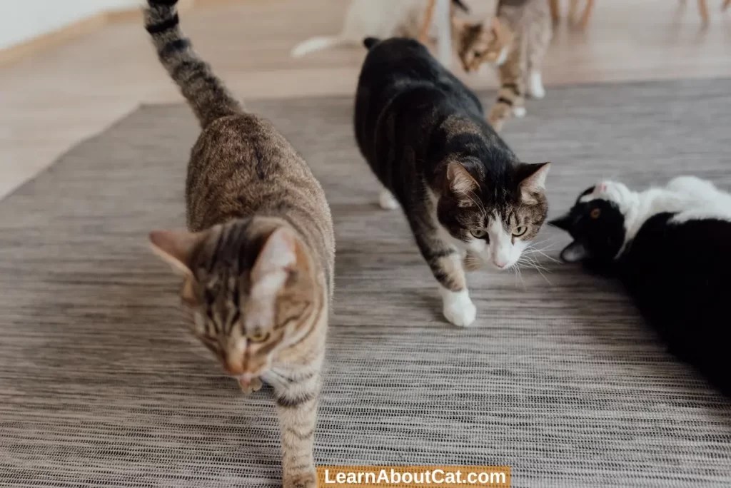 When Will My Cat Stop Hissing at New Kittens or Cats? LearnAboutCat